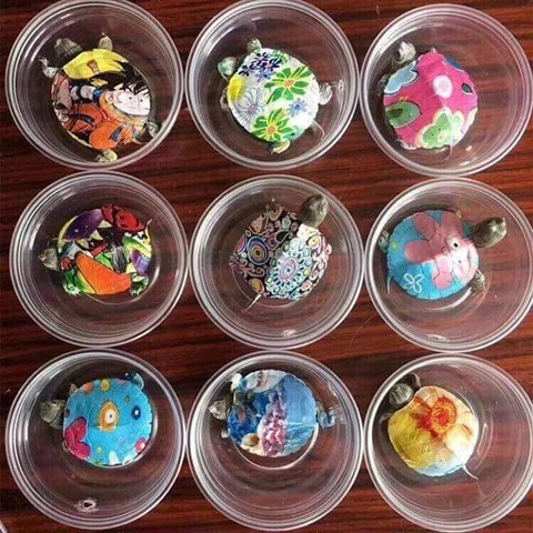 Rùa mini được vẽ sơn lên mai với đủ họa tiết, sắc màu. Ảnh Fb Rùa mini được vẽ sơn lên mai với đủ họa tiết, sắc màu. Ảnh Fb