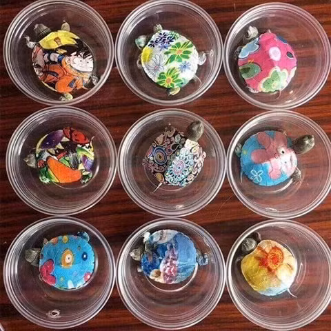  Rùa mini được vẽ sơn lên mai với đủ họa tiết, sắc màu. Ảnh Fb