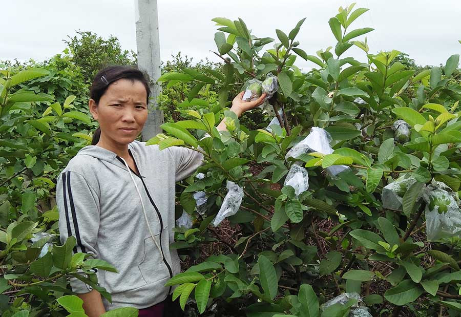  Chị Lê Thị Lan bên vườn ổi Đài Loan cho năng suất cao của gia đình. Ảnh: Huy Hoàng