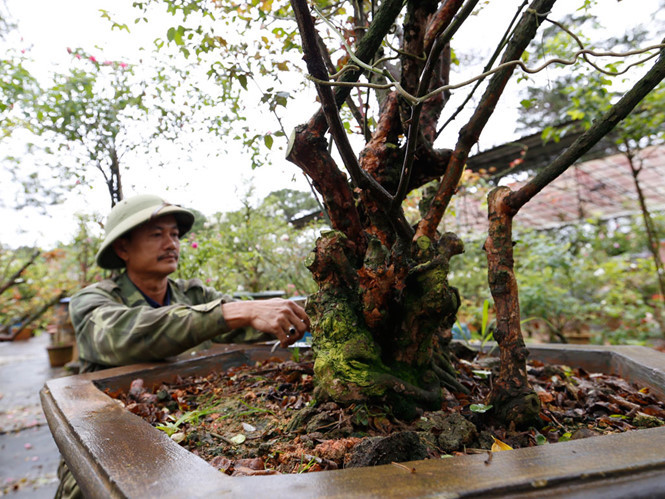 Một gốc hồng cổ Pháp tại Đà Lạt có giá hàng trăm triệu đồng ẢNH: G.B