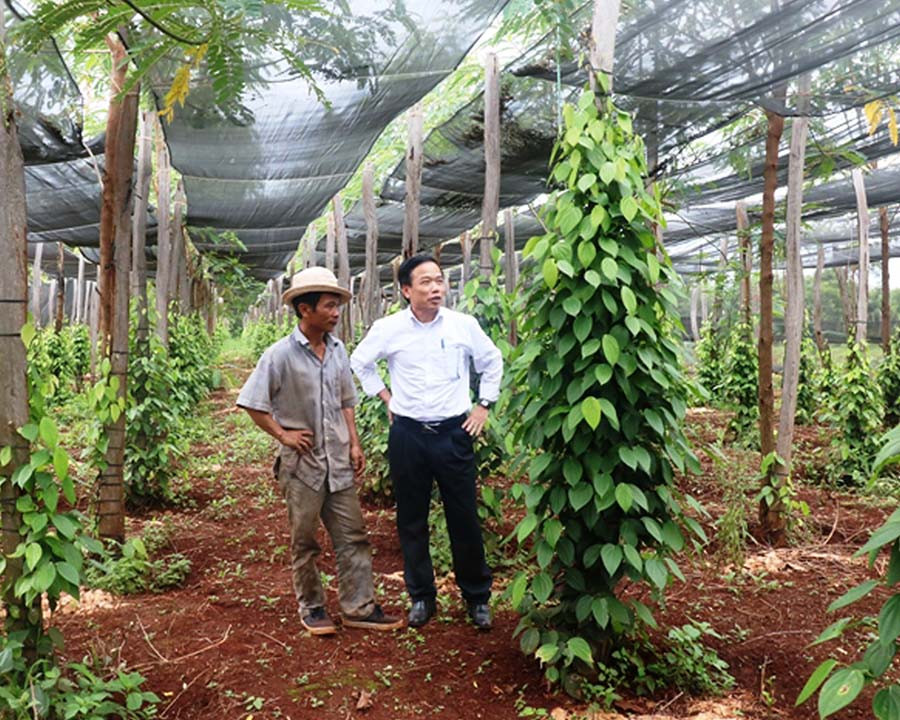  Ông Trần Văn Trung (bìa trái) bên vườn hồ tiêu mới trồng của gia đình. Ảnh: H.T