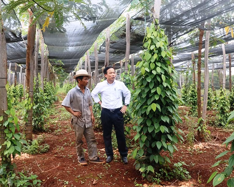  Ông Trần Văn Trung (bìa trái) bên vườn hồ tiêu mới trồng của gia đình. Ảnh: H.T