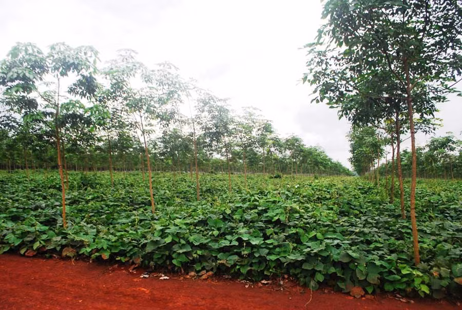  UBND tỉnh đề xuất Thủ tướng Chính phủ cho trồng cây khác thay thế cao su. Ảnh: Nguyễn Tú
