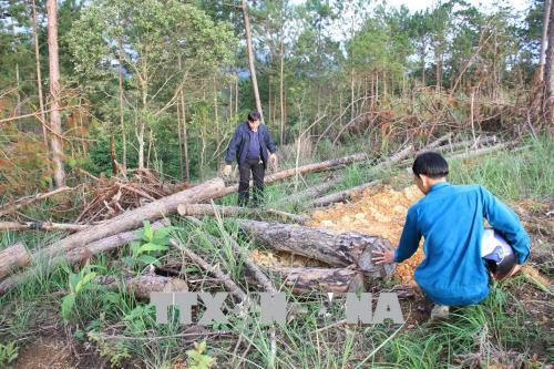 Những cây thông bị triệt hạ nằm ngổn ngang tại lô D, khoảnh 6, tiểu khu 216.