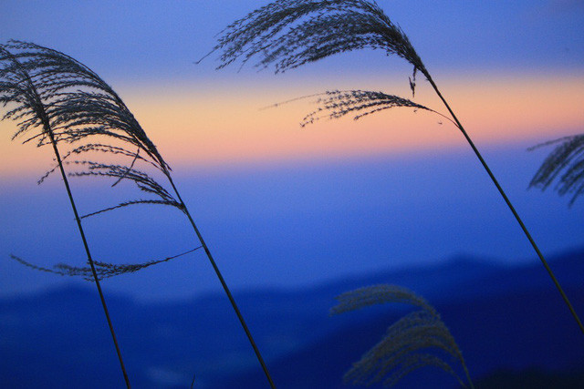 Cỏ lau đung đưa trong gió chiều