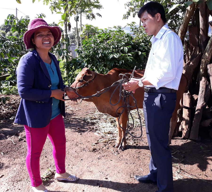 Trao bò cho hộ đồng bào dân tộc thiểu số nghèo ở Chư Đang Ya. Ảnh: Lê Hải