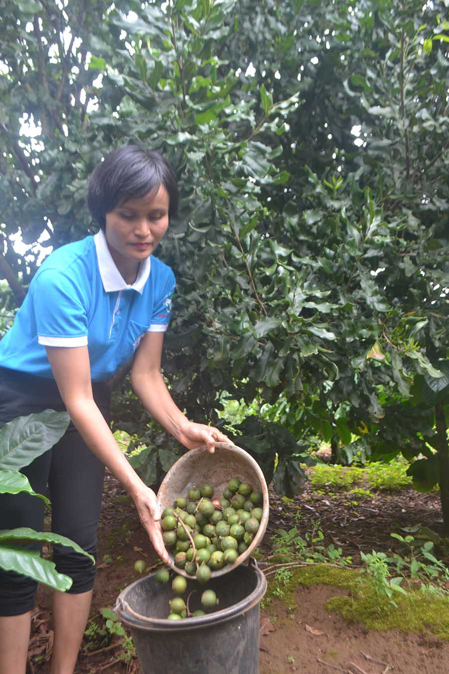 Chị Rơ Châm H'Ken thu hoạch quả mắc ca. Ảnh: Lê Lan Chị Rơ Châm HKen thu hoạch quả mắc ca. Ảnh: Lê Lan