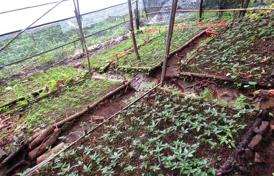 Sâm giống Ngọc Linh được trồng tại xã Trà Linh, huyện Nam Trà My, tỉnh Quảng Nam