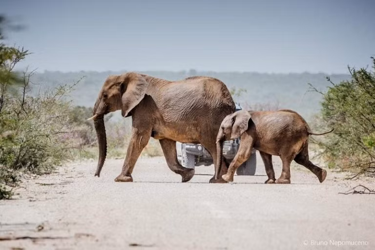  Tại Namibia, voi và muông thú có thể đi khắp nơi giữa đất trời.