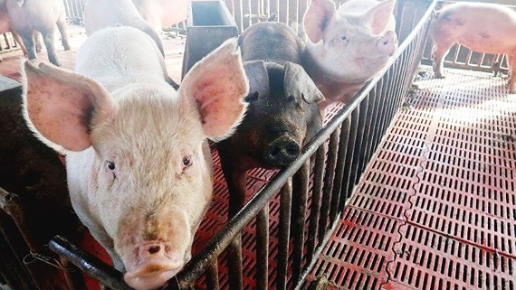 Dịch tả lợn Châu Phi gây thiệt hại nghiêm trọng, với tỷ lệ chết cao lên đến 100%. Ảnh: I.T