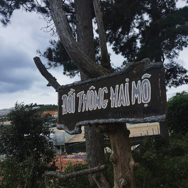 Đây là một khu đồi thông thoai thoải với một ngôi mộ đôi nằm ở dưới chân đồi. Ảnh: @kimdung.1610 Đây là một khu đồi thông thoai thoải với một ngôi mộ đôi nằm ở dưới chân đồi. Ảnh: @kimdung.1610