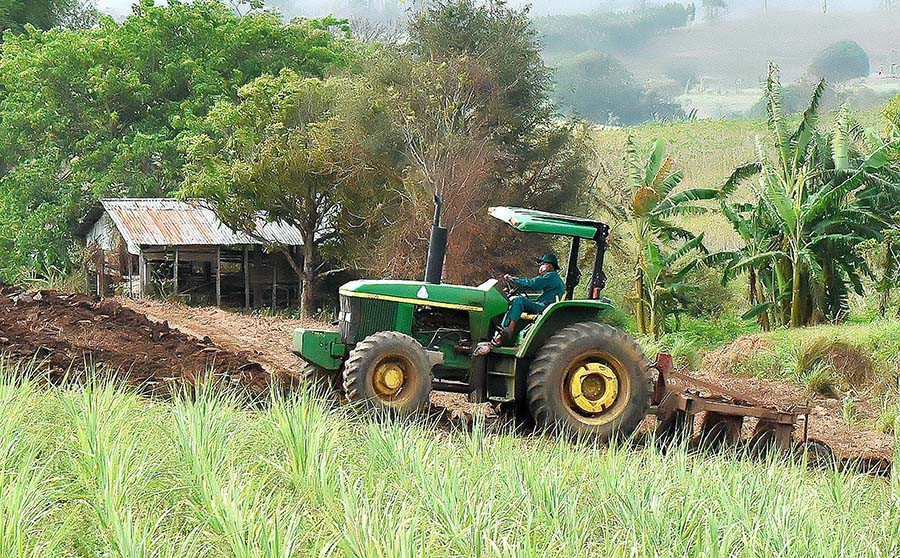 Nông dân xã An Trung (huyện Kông Chro) chăm sóc cánh đồng mía mẫu lớn. Ảnh: Đ.T