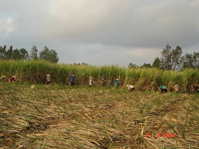 Thu hoạch mía ở Bến Tre