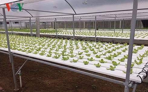 Mô hình rau sạch trồng trên ống nhựa.