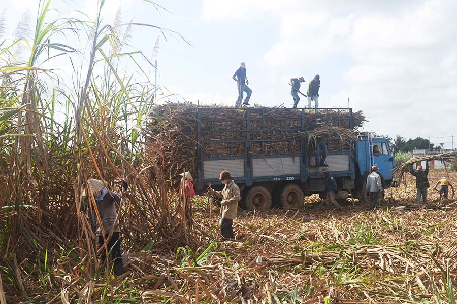 Nông dân xã Đak Hlơ (huyện Kbang) thu hoạch mía. Ảnh: Lê Nam