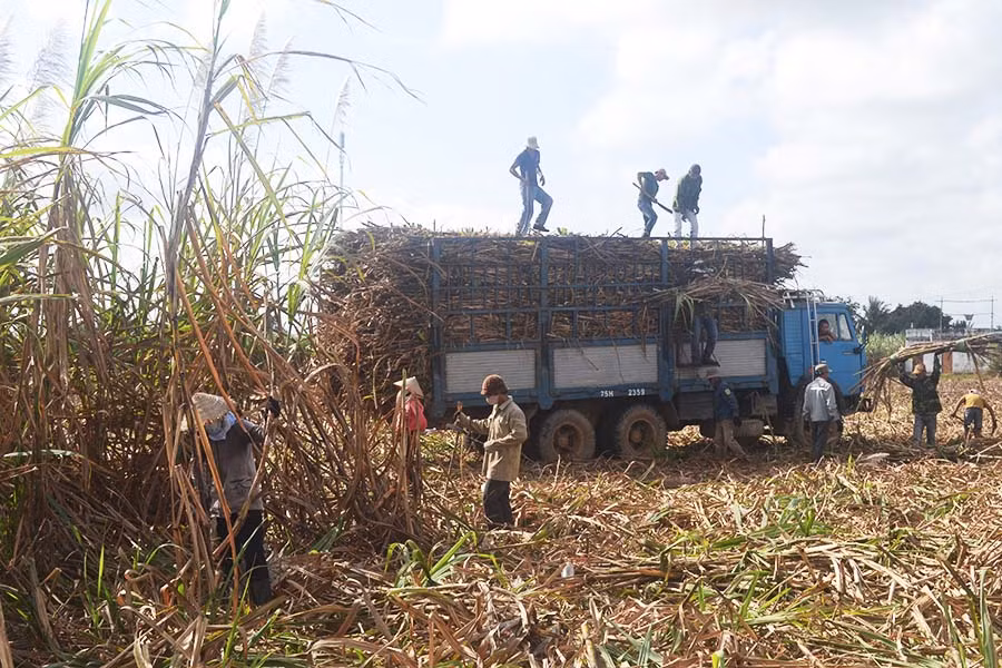 Nông dân xã Đak Hlơ (huyện Kbang) thu hoạch mía. Ảnh: Lê Nam