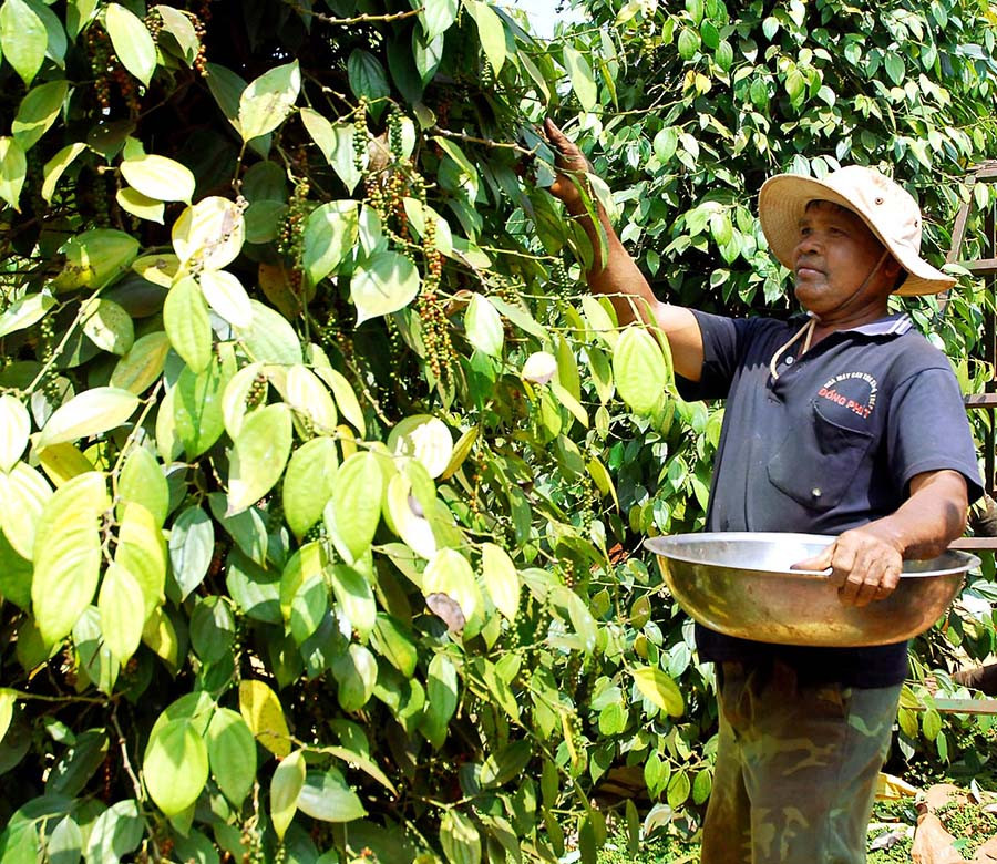 Nhờ sự hỗ trợ của Agribank, nhiều hộ trồng tiêu có thêm điều kiện để đầu tư tái sản xuất. Ảnh: Đức Thụy