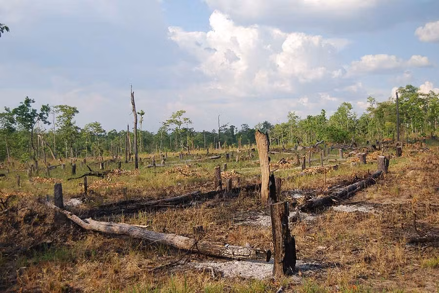Hàng ngàn héc ta cao su bị chết, kém phát triển do không phù hợp thổ nhưỡng. Ảnh: Nguyễn Tú