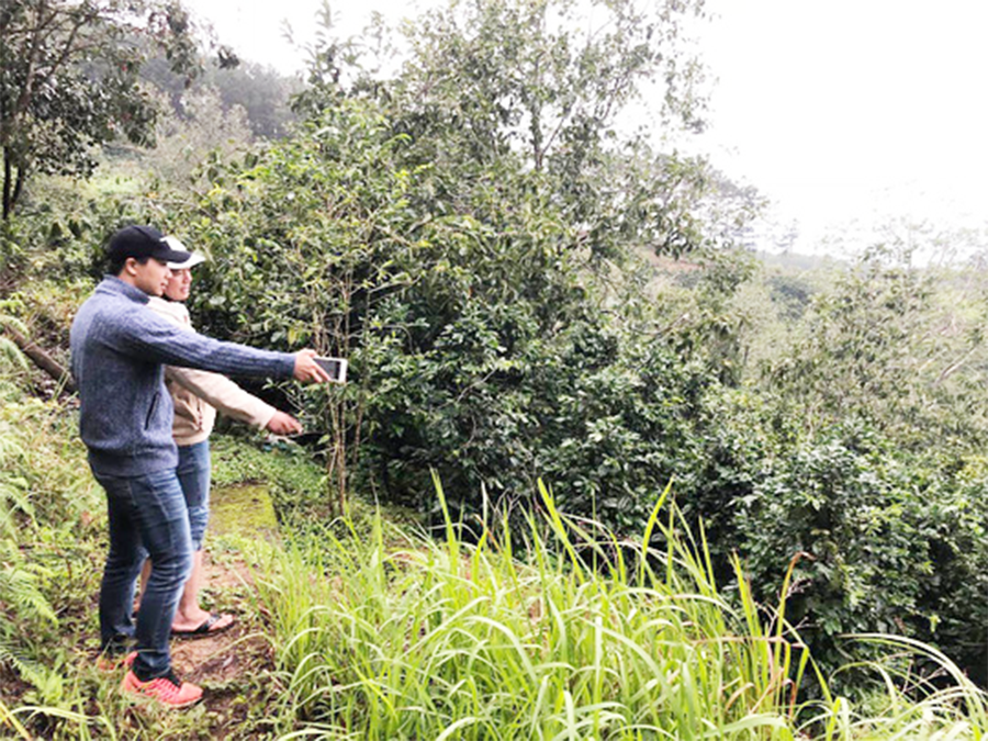Khách tìm hiểu đất đồi chè ở Cầu Đất (Đà Lạt) để đầu tư làm homestay. Ảnh: Sơn Nhung