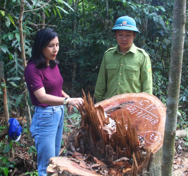 Cách đó không lâu, Kiểm lâm huyện Vĩnh Thạnh đã phát hiện vụ phá rừng có quy mô lớn