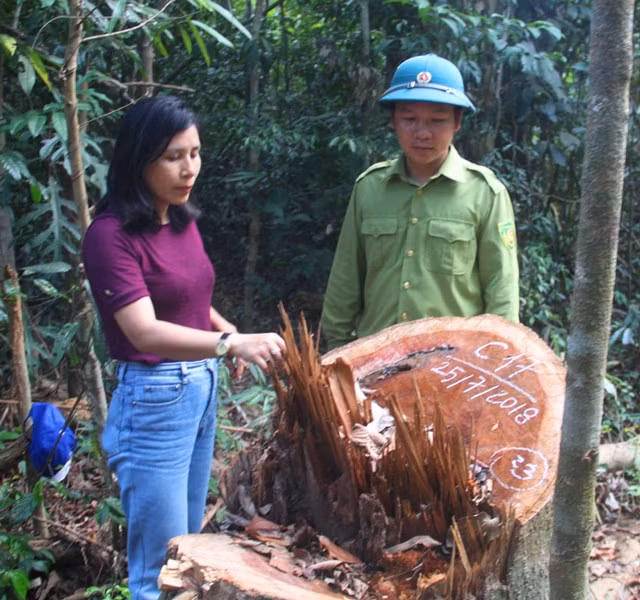 Cách đó không lâu, Kiểm lâm huyện Vĩnh Thạnh đã phát hiện vụ phá rừng có quy mô lớn