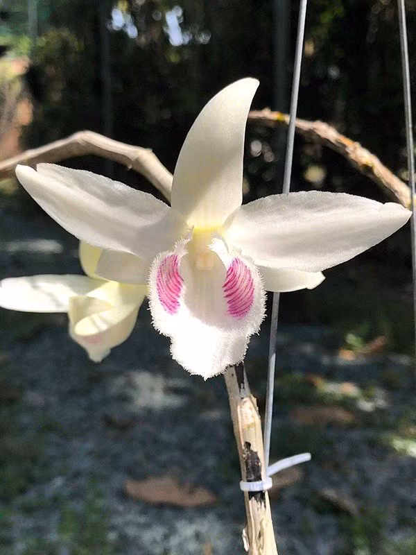 Phi điệp 5ct hay còn gọi là phi điệp 5 cánh trắng.