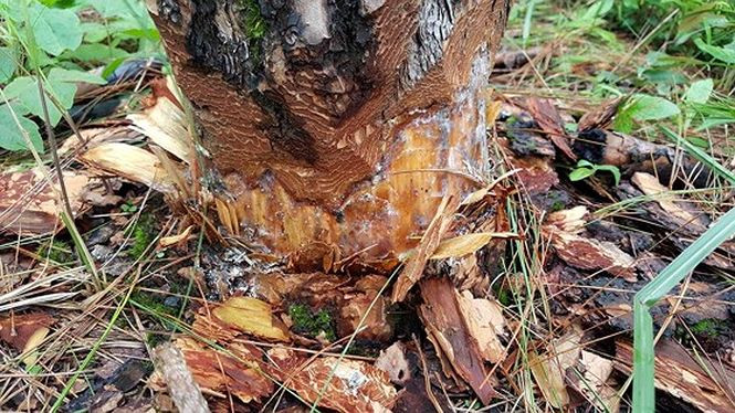 Nhiều cây thông lớn bị lóc vỏ quanh thân cho chết dần