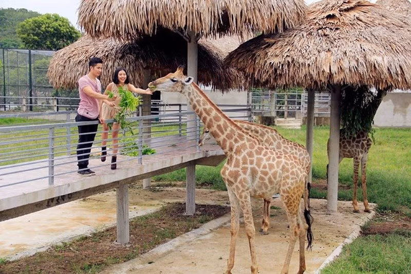  Hươu cao cổ ở Mường Thanh Safari Land (Nghệ An)