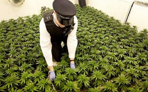 Cảnh sát Anh bắt giữ một nhà máy trồng cần sa bí mật ở phía Đông London. - Ảnh: Reuters