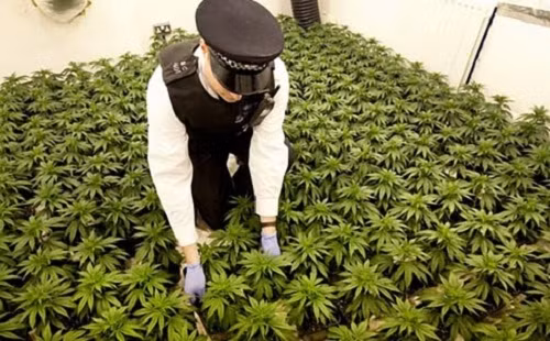 Cảnh sát Anh bắt giữ một nhà máy trồng cần sa bí mật ở phía Đông London. - Ảnh: Reuters