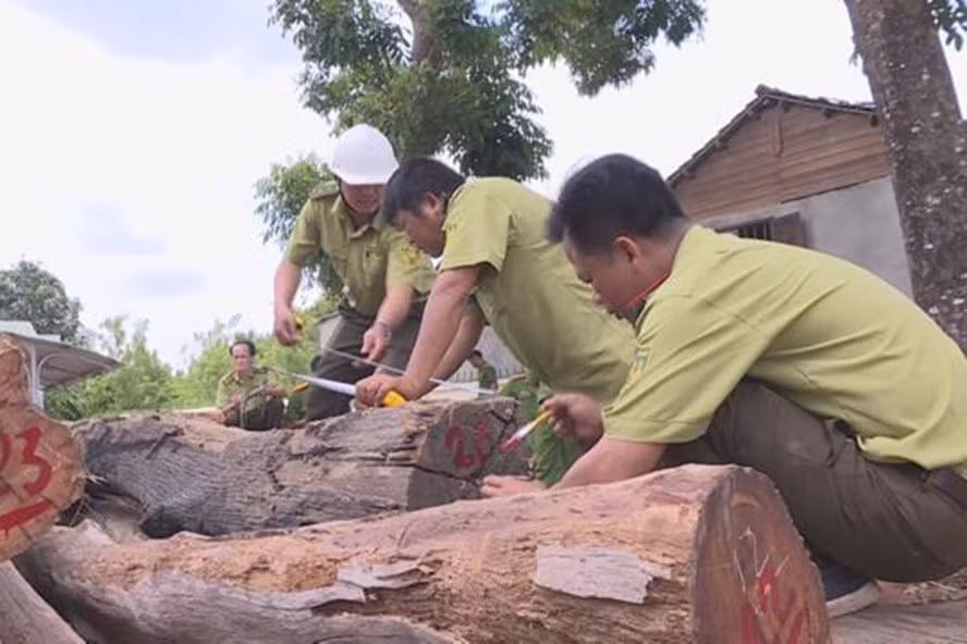  Thời điểm bị bắt, cơ quan công an đã thu giữ 210m3 gỗ tròn không có giấy tờ hợp pháp. Ảnh: P.V