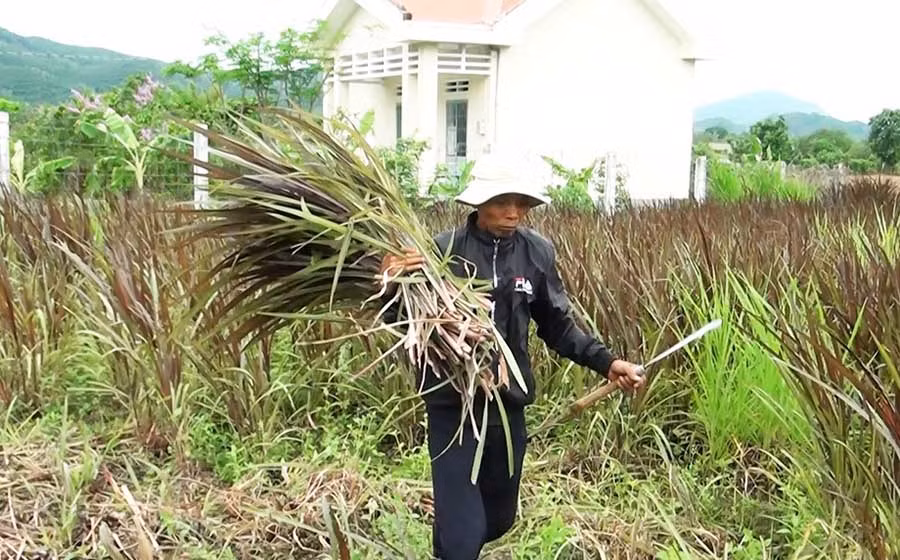 Ông Rơ Ô Greng cắt cỏ chăm sóc đàn bò. Ảnh: Q.T