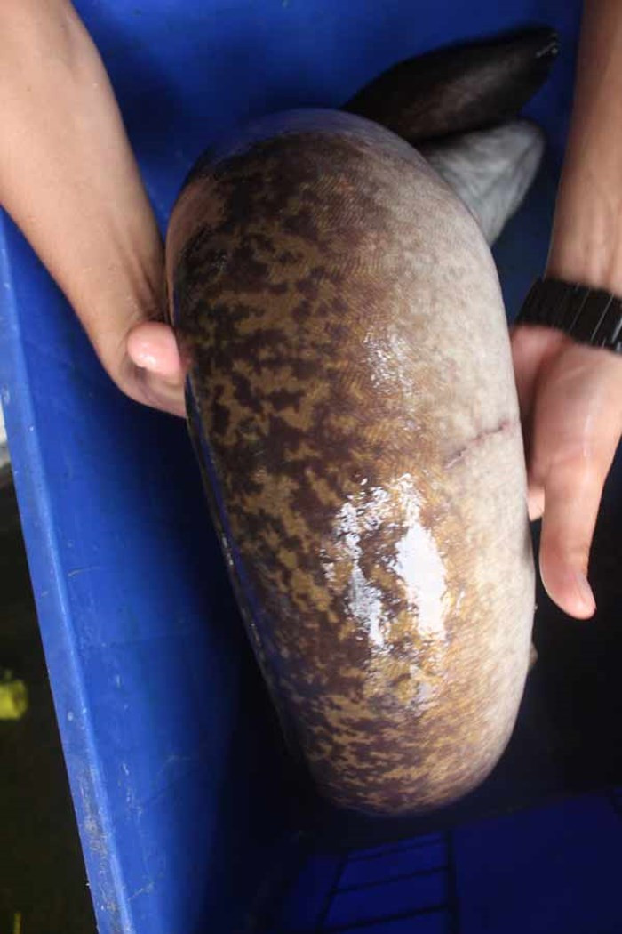 Bụng cá chình có màu trắng