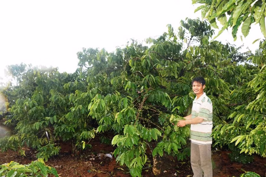  Vì không có vốn nên anh Đỗ Văn Ngưng (thôn Hợp Hòa, xã Ia Drăng) chỉ tái canh được 1/2 diện tích cà phê của gia đình. Ảnh: H.T