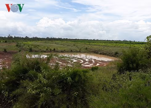 Một doanh nghiệp ở Ea Súp xé rào, cải tạo đất trồng cao su thành đất trồng lúa. Một doanh nghiệp ở Ea Súp xé rào, cải tạo đất trồng cao su thành đất trồng lúa.