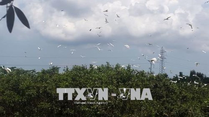 Đàn cò bay lượn trong khu du lịch sinh thái vườn cò Thanh Kiều, huyện Hòn Đất (Kiên Giang). Ảnh: Lê Sen/TTXVN Đàn cò bay lượn trong khu du lịch sinh thái vườn cò Thanh Kiều, huyện Hòn Đất (Kiên Giang). Ảnh: Lê Sen/TTXVN