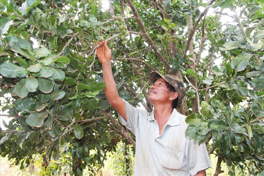 Tính đến nay, cây mắc ca đã du nhập vào tỉnh Đắk Nông khoảng 10 năm. Ảnh: Bảo Lâm