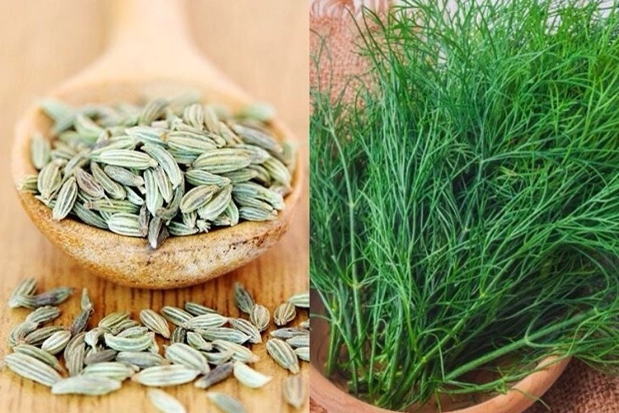 Rau thì là rất phổ biến trong các món ăn hàng ngày nhưng không phải ai cũng biết về những lợi ích sức khỏe từ loại thực phẩm này. Ảnh đồ họa: Minh Anh