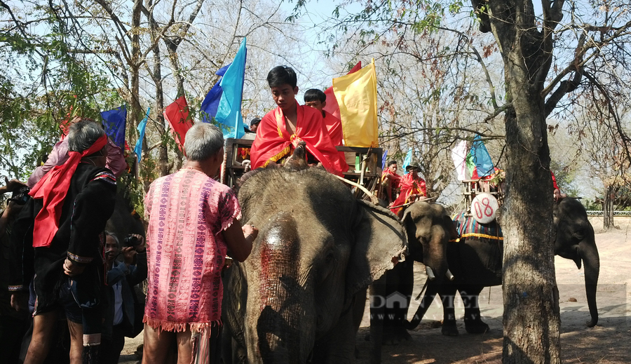 Thầy cúng bôi tiết lợn và đồ lễ lên đầu voi trong lễ cúng sức khỏe cho voi. Ảnh: Duy Hậu.
