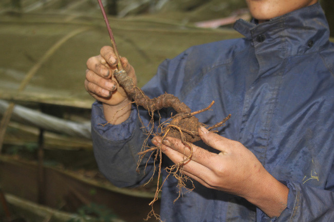 Củ sâm Ngọc Linh trồng trên “ốc đảo” Măng Ri. Ảnh: Trần Hiền