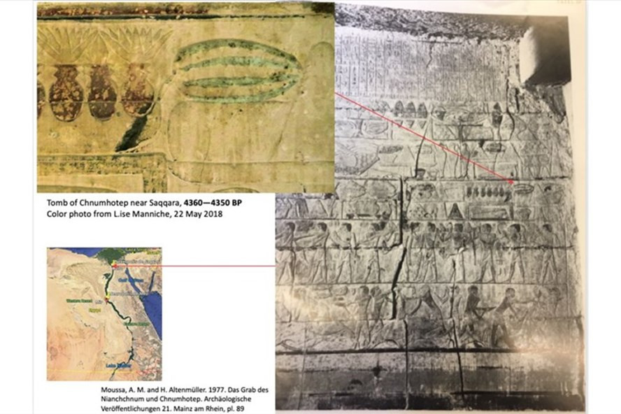 Bức tranh vẽ quả giống như dưa hấu trong lăng mộ Ai Cập cổ đại. Ảnh: Susanne Renner/Đại học Ludwig Maximilian
