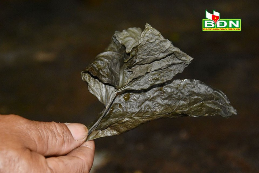 Lá Rnhao có thể phơi khô cất trữ trong gian bếp để dùng dần