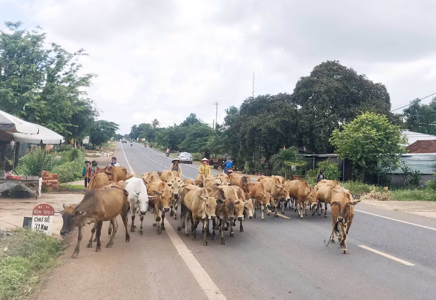 Người dân cần hạn chế việc chăn nuôi thả rong ở thời điểm này nhằm hạn chế sự lây lan của dịch bệnh