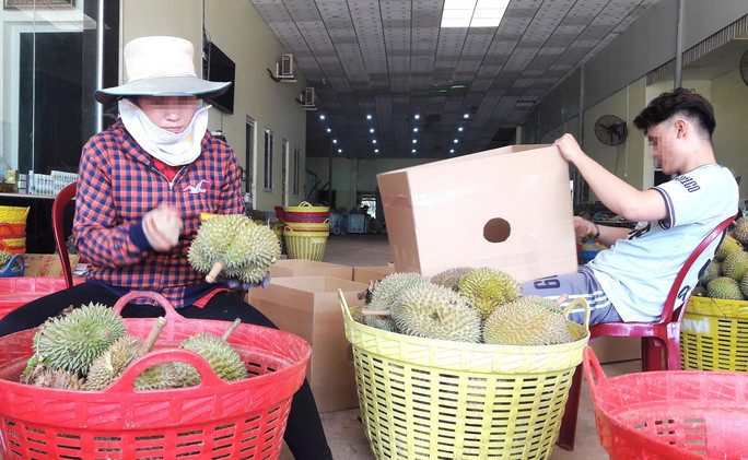 Thương lái thu mua sầu riêng
