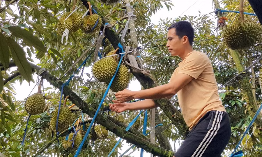 Mấy năm nay, cây sầu riêng liên tục nắm giữ vị thế dẫn đầu về thu nhập trong dòng cây ăn trái và cây công nghiệp ở Tây Nguyên. Ảnh: Bảo Lâm