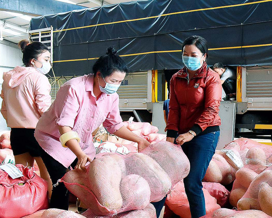 Người dân Gia Lai đóng gói rau củ quả để vận chuyển vào hỗ trợ TP. Hồ Chí Minh chống dịch. Ảnh: Đức Thụy