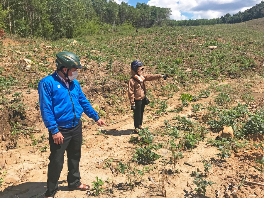 Diện tích đậu xanh xã Lơ Ku khô héo chết nhiều