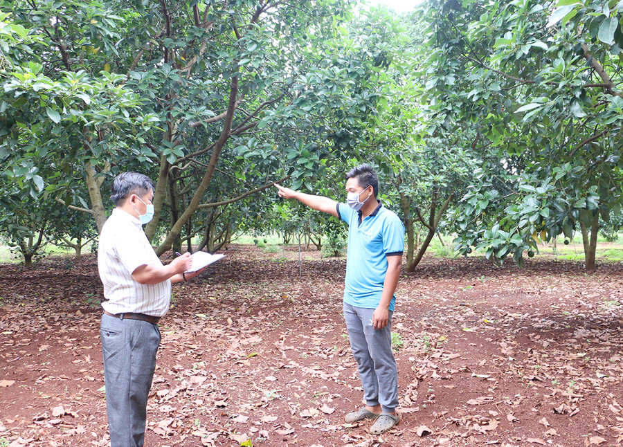 Anh Trương Văn Thức (xã Chư Pơng, huyện Chư Sê) cho biết, giá bơ 034 chỉ ở mức 18 ngàn đồng/kg, giảm hơn một nửa so với năm trước. Ảnh: Quang Tấn Diện tích bơ booth của gia đình anh Thức (bên phải) bị ảnh hưởng của thời tiết nên năng suất giảm sâu so với vụ trước. Ảnh: Quang Tấn