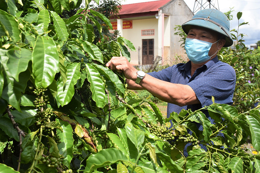 Ông Dương Hồng Khoan bên vườn cà phê trĩu quả của gia đình. Ảnh: Trần Dung Ông Dương Hồng Khoan bên vườn cà phê trĩu quả của gia đình. Ảnh: Trần Dung