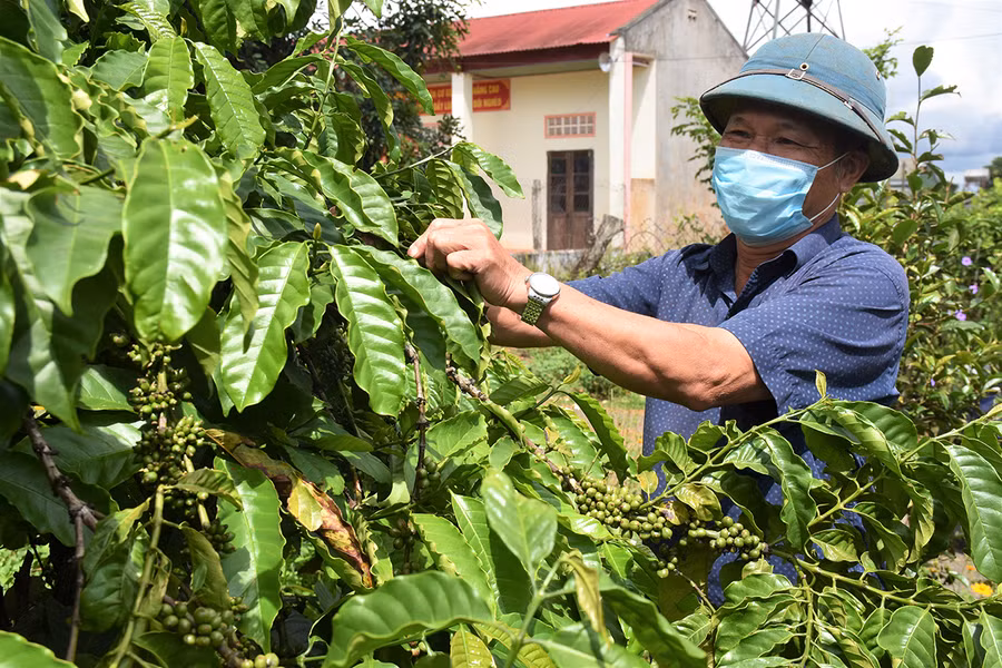 Ông Dương Hồng Khoan bên vườn cà phê trĩu quả của gia đình. Ảnh: Trần Dung
